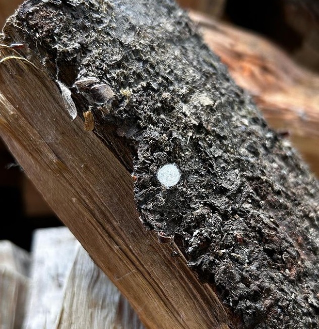 薪に付いたセンショウグモの卵のう