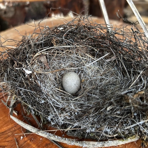 京都薪販売かたぎや|乾燥中の薪の隙間に鳥の巣がありました