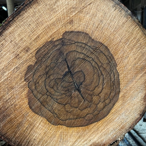 カシの木独特の模様「牡丹（ボタン）」